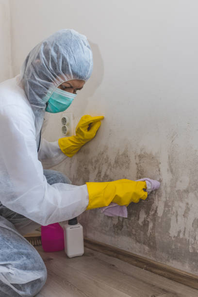 Best Commercial Mold Inspection  in Antlers, OK