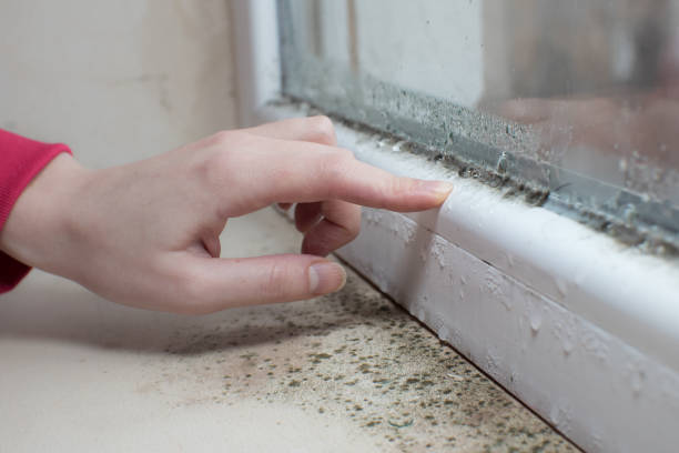 Mold Documentation for Insurance Claims in Antlers, OK